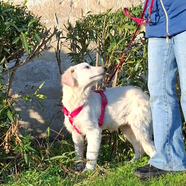 LAVA cucciolona mix maremmana in adozione Foto 5